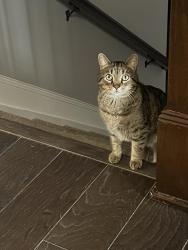 Lost Female Cat last seen West of Rt 23 between Orange and  Rd, Lewis Center, OH 43015