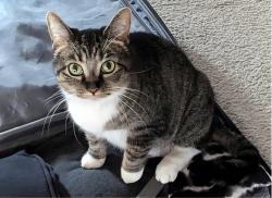 Lost Female Cat last seen Woods Edge ct, West Lafayette, IN 47906