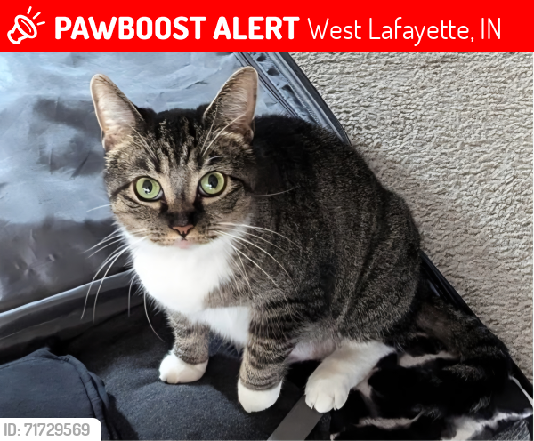 Lost Female Cat last seen Woods Edge ct, West Lafayette, IN 47906