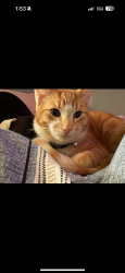 Lost Male Cat last seen Sebastian sands motel, Sebastian, FL 32958