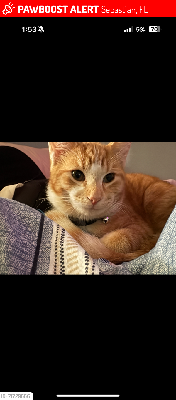 Lost Male Cat last seen Sebastian sands motel, Sebastian, FL 32958