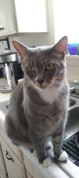 Lost Male Cat last seen Carvel ln off of Kirkwood in the Bellaire West subdivision, Houston, TX 77072