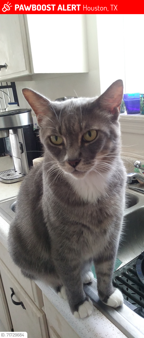 Lost Male Cat last seen Carvel ln off of Kirkwood in the Bellaire West subdivision, Houston, TX 77072