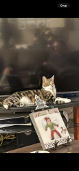 Lost Male Cat last seen Thornton/ Whistler (Spanos), Stockton, CA 95209