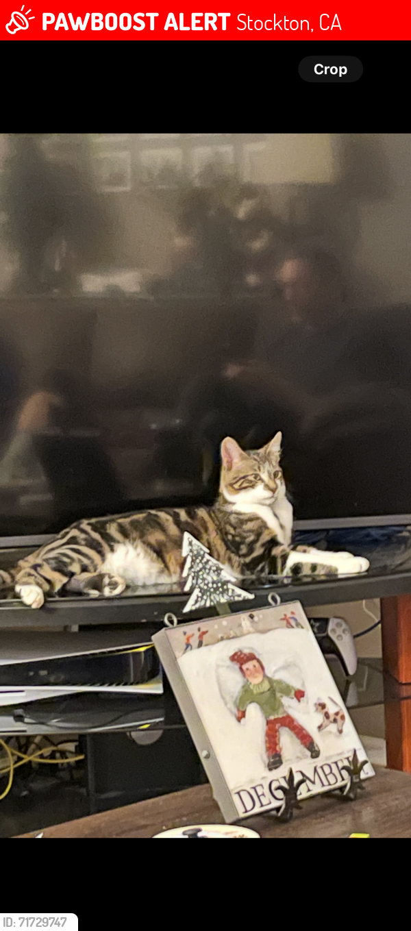 Lost Male Cat last seen Thornton/ Whistler (Spanos), Stockton, CA 95209