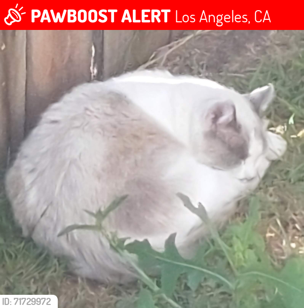 Lost Unknown Cat last seen Dirt lot at the corner of Washington Place and Centinela , Los Angeles, CA 90066
