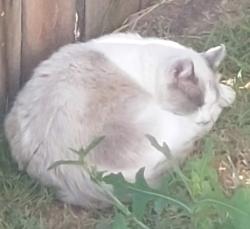 Lost Unknown Cat last seen Dirt lot at the corner of Washington Place and Centinela , Los Angeles, CA 90066