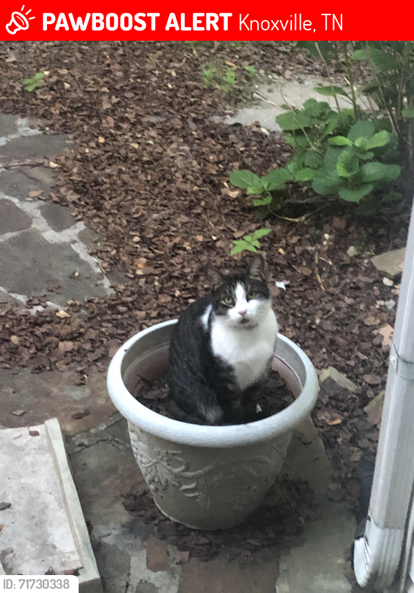 Lost Male Cat last seen Miller Creek Road, Knoxville, TN 37931