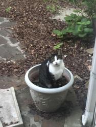 Lost Male Cat last seen Miller Creek Road, Knoxville, TN 37931
