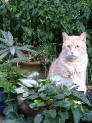 Lost Male Cat last seen E Sligh Ave & N 56th St, Tampa, FL 33617