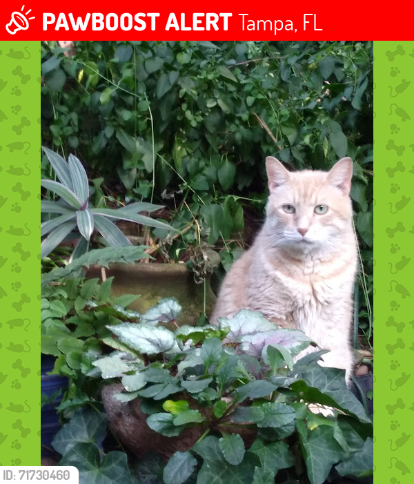 Lost Male Cat last seen E Sligh Ave & N 56th St, Tampa, FL 33617