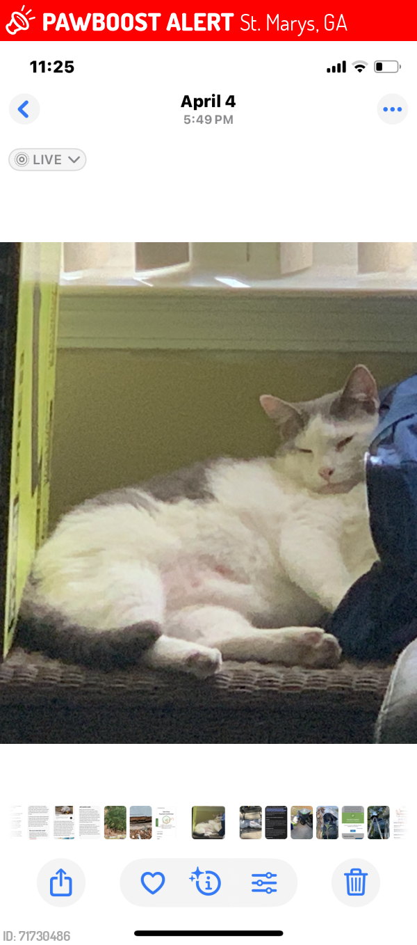 Lost Male Cat last seen Colerain Road, St. Marys, GA 31558