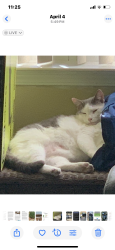 Lost Male Cat last seen Colerain Road, St. Marys, GA 31558