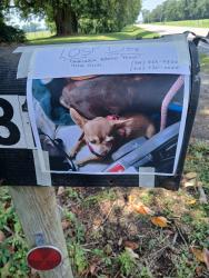 Lost Female Dog last seen Old courthouse and 24 hwy turkey nc, Turkey, NC 28393