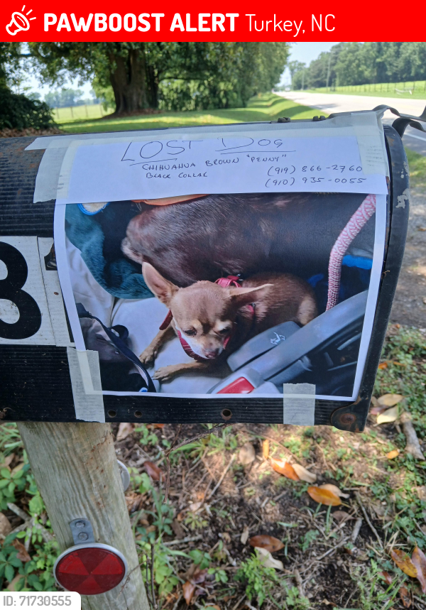 Lost Female Dog last seen Old courthouse and 24 hwy turkey nc, Turkey, NC 28393