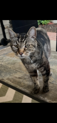 Lost Male Cat last seen SE 177th Ave & SE 1st St, Vancouver, WA 98683