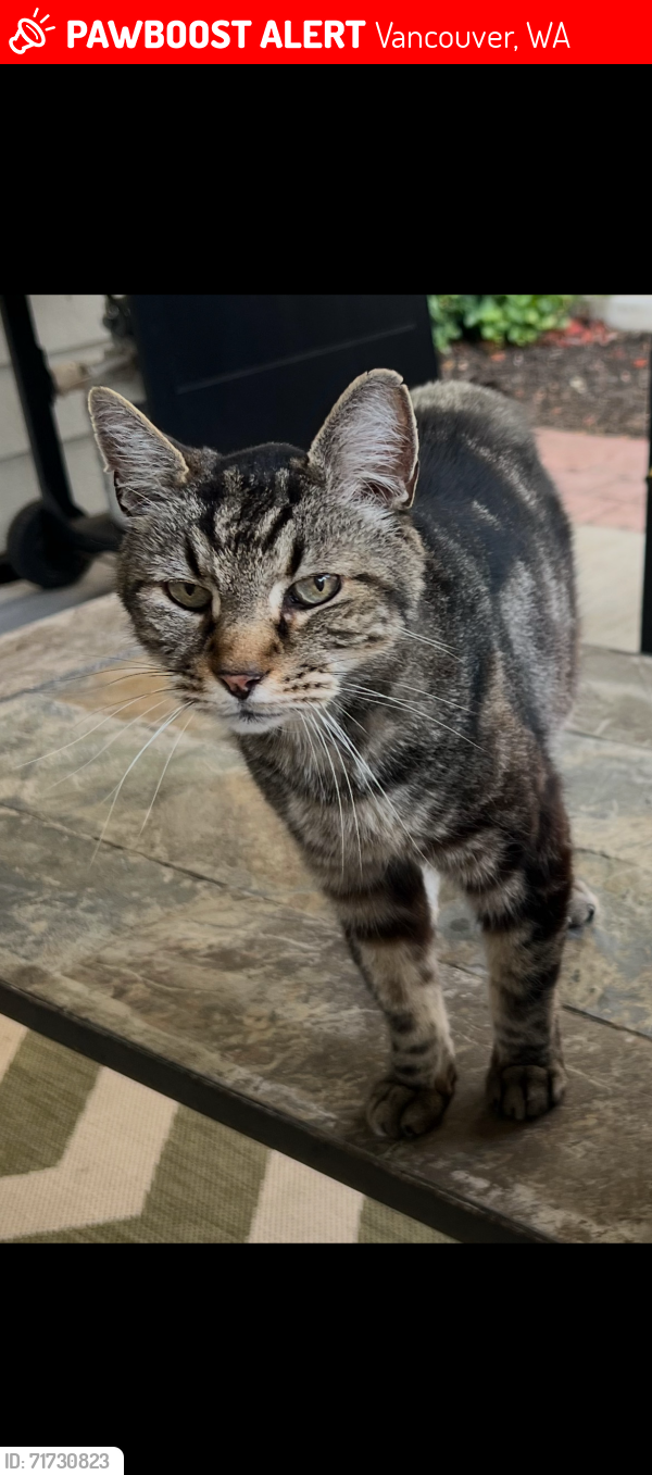 Lost Male Cat last seen SE 177th Ave & SE 1st St, Vancouver, WA 98683