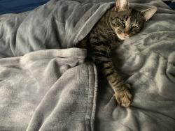 Lost Male Cat last seen Blaisdell Rd, Monmouth, ME 04265