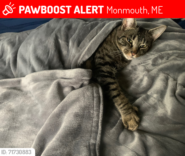 Lost Male Cat last seen Blaisdell Rd, Monmouth, ME 04265