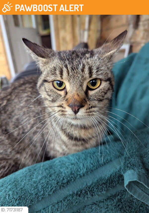 Found/Stray Unknown Cat last seen RT 212 Island Brooke QC, Cookshire-Eaton, QC J0B 1M0