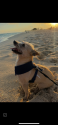 Lost Male Dog last seen At Kalapawai market waimo, Waimanalo, HI 96795