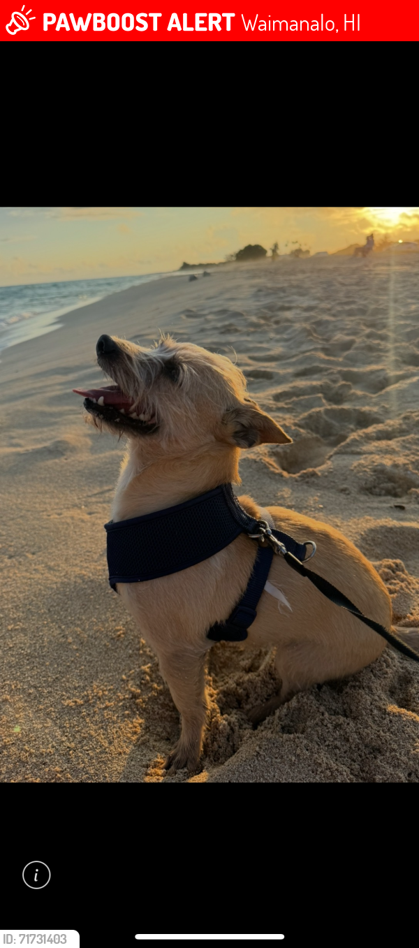 Lost Male Dog last seen At Kalapawai market waimo, Waimanalo, HI 96795