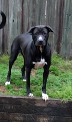 Lost Female Dog last seen Whitten/Showboat , Cordova, TN 38018