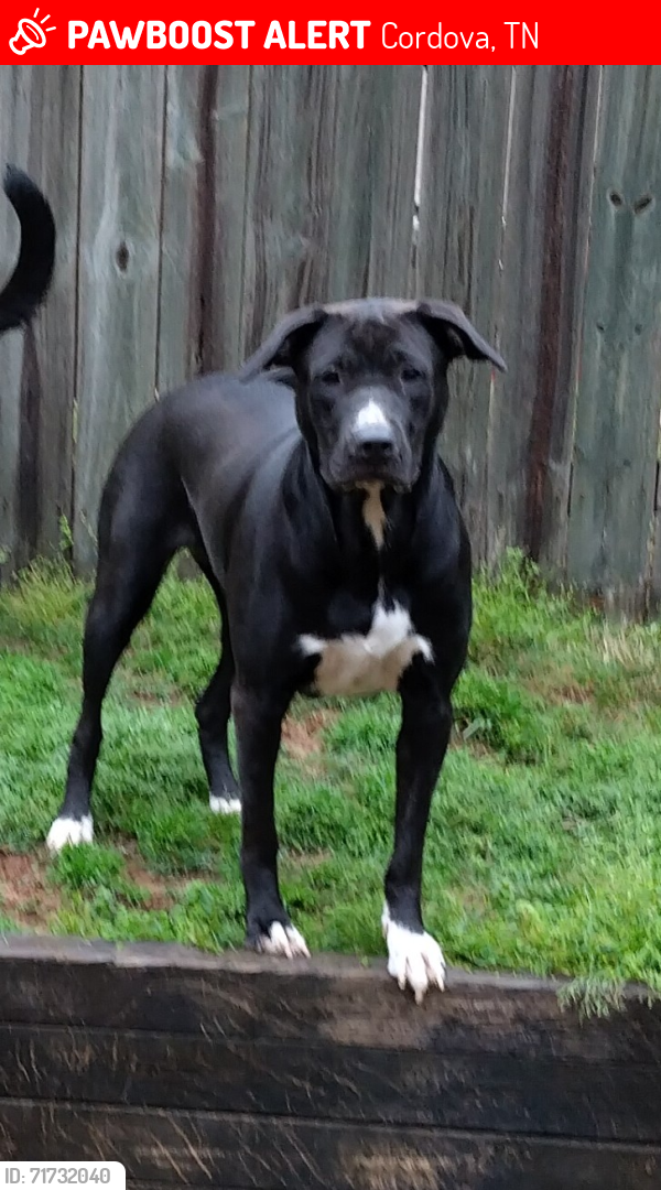Lost Female Dog last seen Whitten/Showboat , Cordova, TN 38018