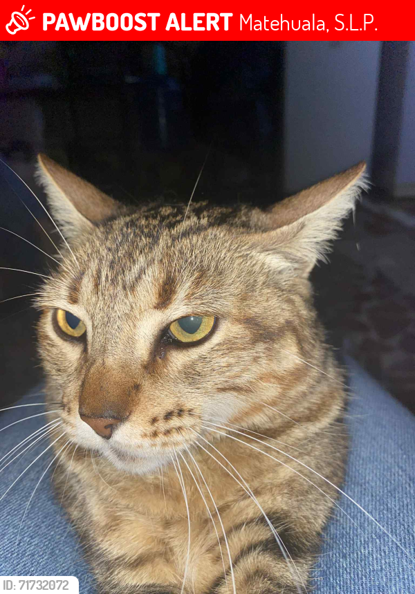 Lost Female Cat last seen Calle belizario domiguez cerca de un lote valdio , Matehuala, S.L.P. 