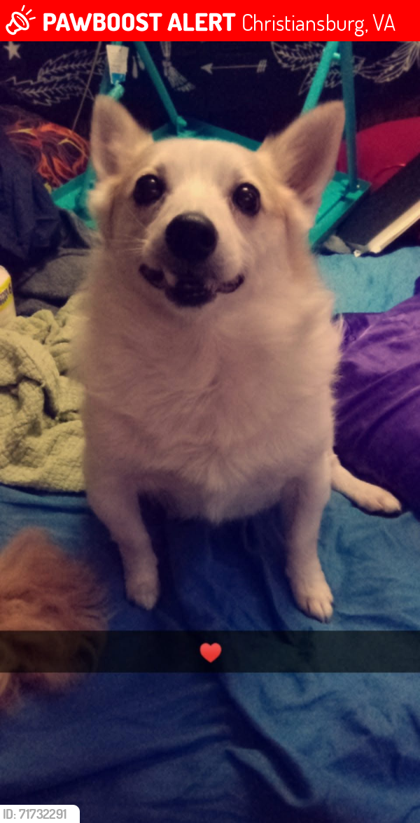 Lost Male Dog last seen Yellow Sulphur Springs, Christiansburg, VA 24073
