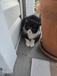 Lost Male Cat last seen Holiday Park Blvd, Palm Bay, FL 32907