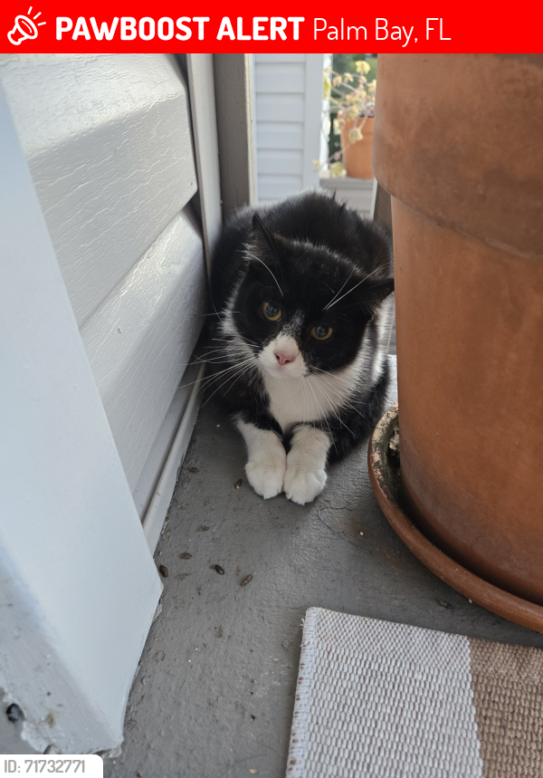 Lost Male Cat last seen Holiday Park Blvd, Palm Bay, FL 32907