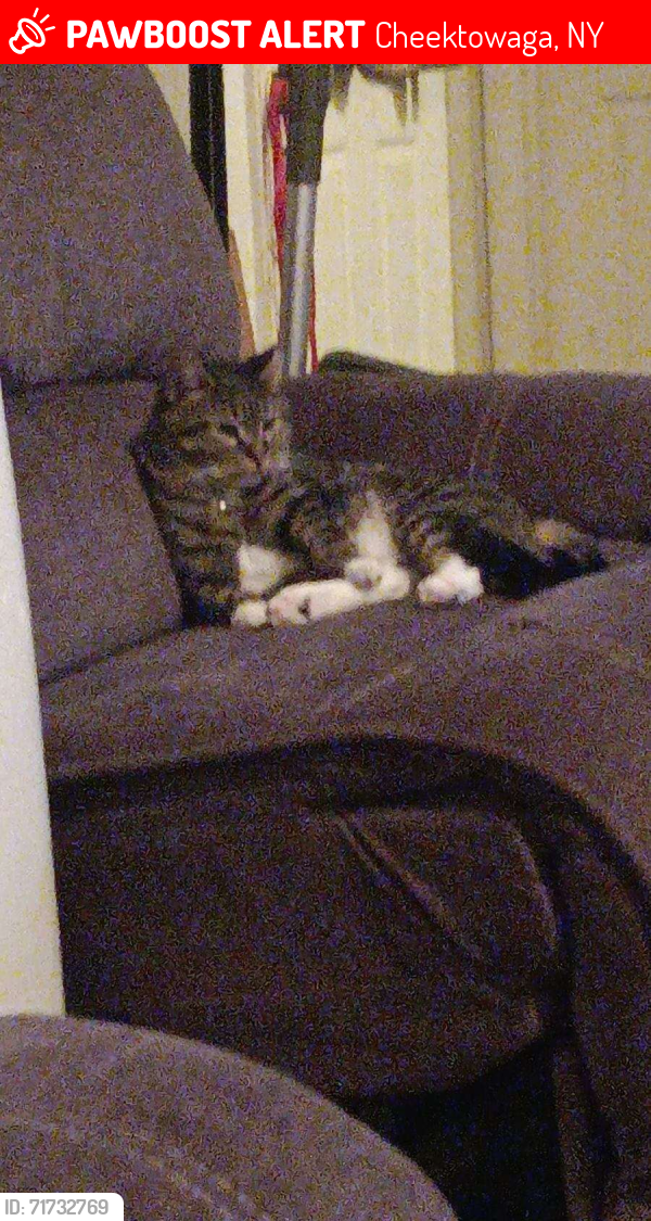 Lost Female Cat last seen Glenwood Court, Cheektowaga NY, Cheektowaga, NY 14225