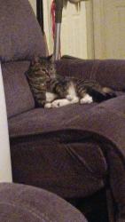 Lost Female Cat last seen Glenwood Court, Cheektowaga NY, Cheektowaga, NY 14225