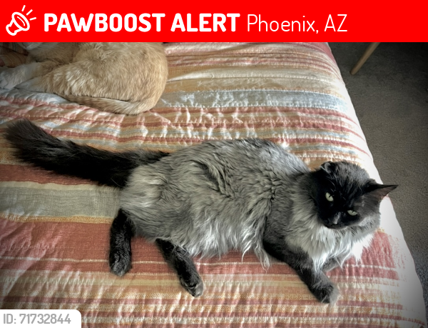 Lost Female Cat last seen W Cinnabar Ave and N 33rd Av/W Cheryl Dr, Phoenix, AZ 85021