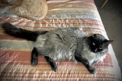 Lost Female Cat last seen W Cinnabar Ave and N 33rd Av/W Cheryl Dr, Phoenix, AZ 85021
