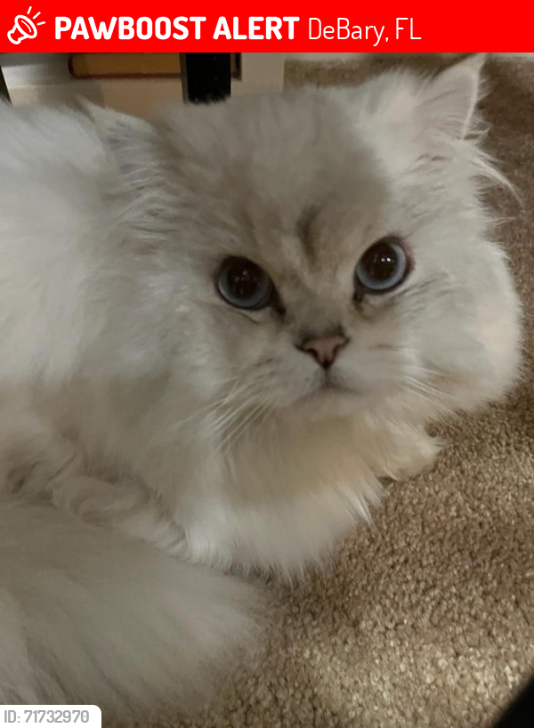 Lost Male Cat last seen Highbanks Road, DeBary, FL 32713, DeBary, FL 32713