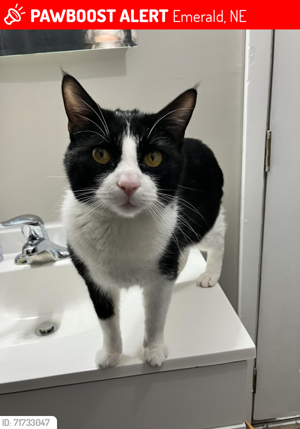 Lost Male Cat last seen RDO Truck Repair & Emerald Gas Station. , Emerald, NE 68528