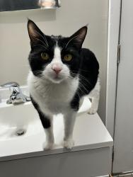 Lost Male Cat last seen RDO Truck Repair & Emerald Gas Station. , Emerald, NE 68528
