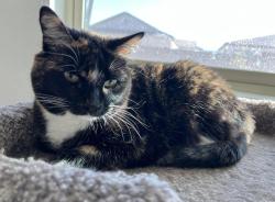 Lost Female Cat last seen Broadway and Avondale Blvd, Avondale, AZ 85353