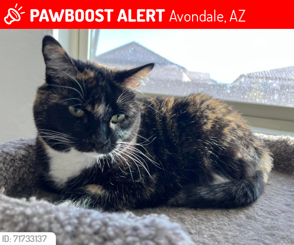 Lost Female Cat last seen Broadway and Avondale Blvd, Avondale, AZ 85353