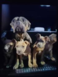 Lost Female Dog last seen 223rd St .Carson , Carson, CA 90745