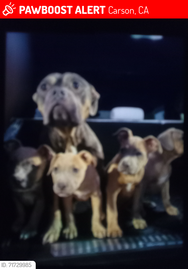 Lost Female Dog last seen 223rd St .Carson , Carson, CA 90745