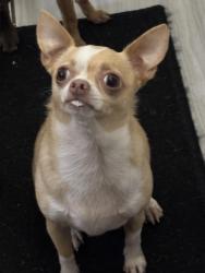 Lost Male Dog last seen Clair mel, Tampa, FL 33619