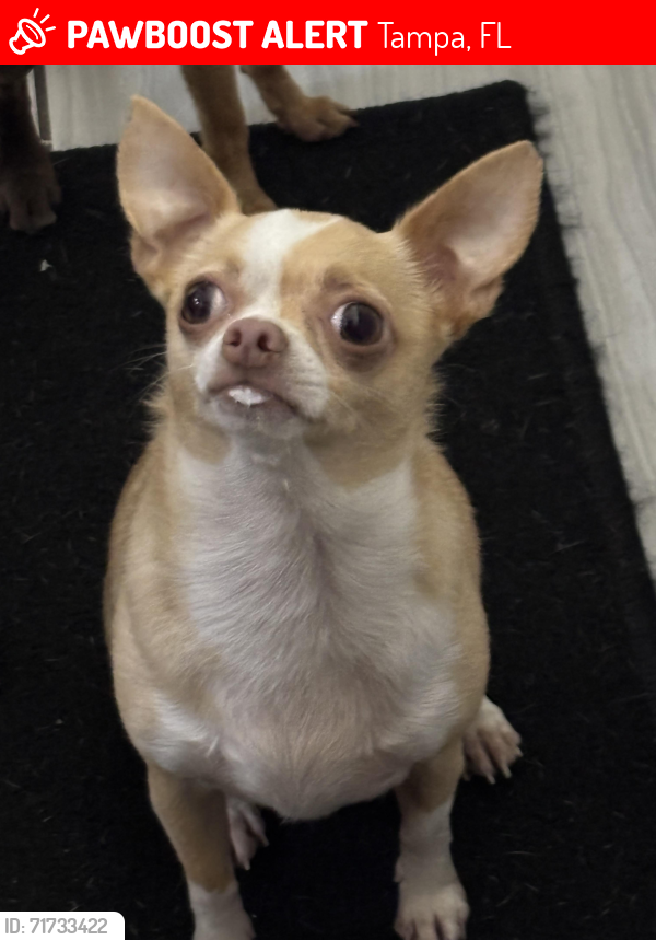 Lost Male Dog last seen Clair mel, Tampa, FL 33619
