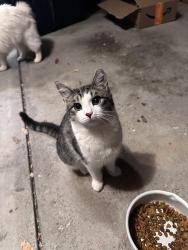 Lost Female Cat last seen North bend road, Orchardgate Ct, 45239, Cincinnati, OH 45239