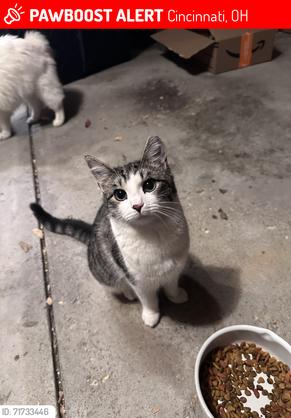 Lost Female Cat last seen North bend road, Orchardgate Ct, 45239, Cincinnati, OH 45239