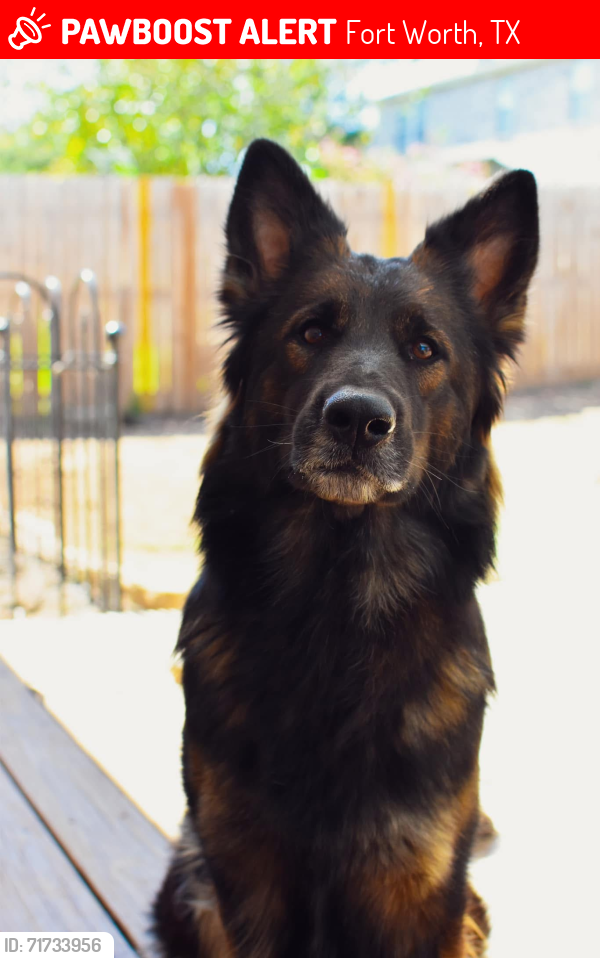 Lost Female Dog last seen Golden triangle between Sam’s club and Walmart , Fort Worth, TX 76244