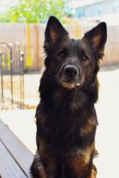 Lost Female Dog last seen Golden triangle between Sam’s club and Walmart , Fort Worth, TX 76244