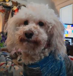 Lost Male Dog last seen Cecil Ave & Greenwood Ave, Louisville, KY, Louisville, KY 40211